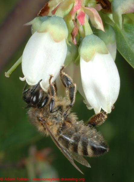 honey bee collecting nectar