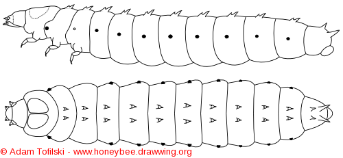 Small hive beetle, larva