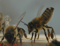 honey bee, Nasonov gland
