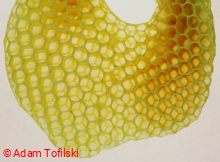 Irregular cells of honey bee comb