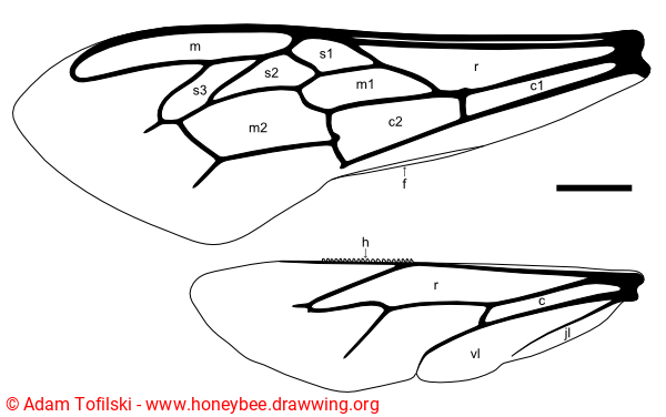 honey bee wing cell