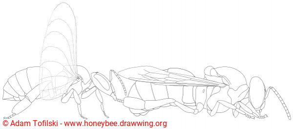 honey bee drone eviction