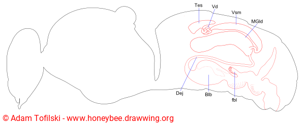 honey bee drone reproductive system