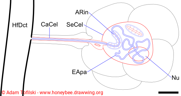 honey bee, hypopharyngeal glands, acinus