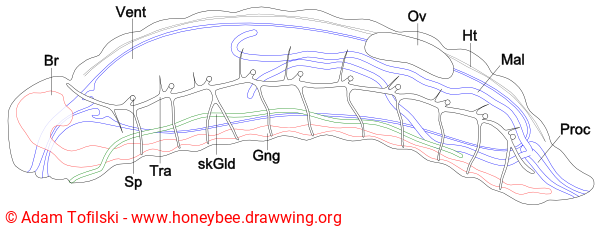 internal anatomy of honey bee larva