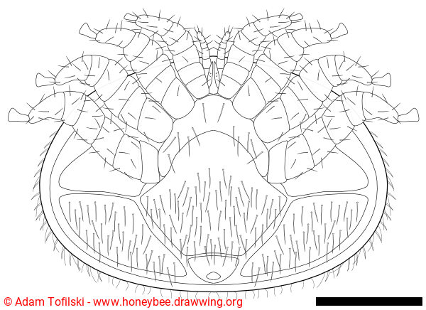 varroa destructor, female, ventral