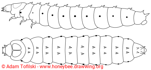 Small hive beetle, larva