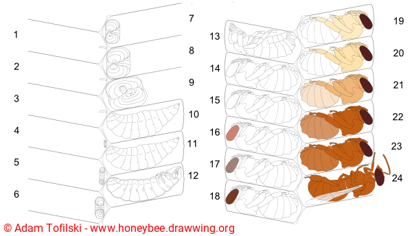 honey bee drone development