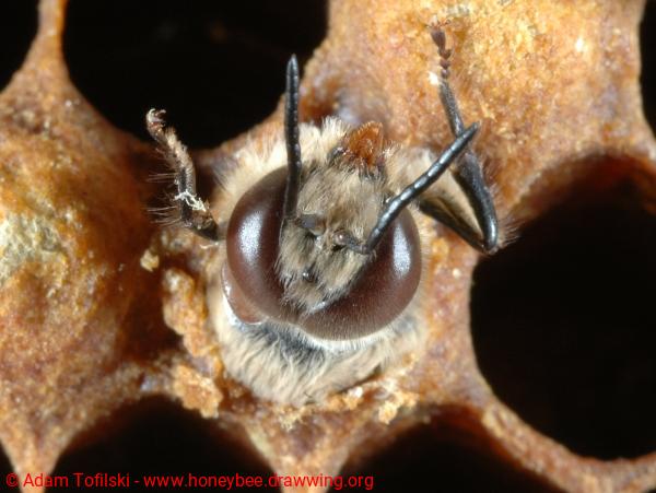 honey bee drone emerging