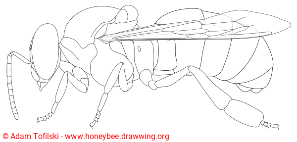 honey bee, drone