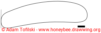 honey bee egg