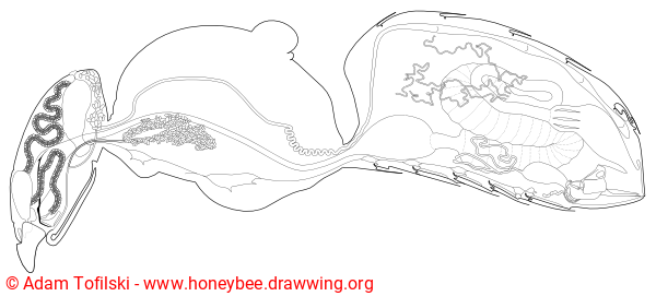 honey bee internal anatomy