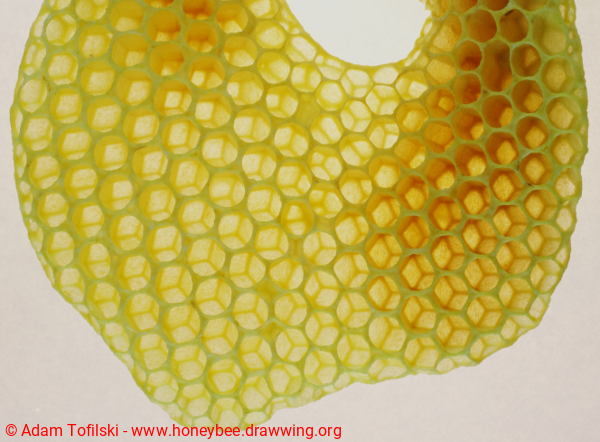 Irregular cells of honey bee comb