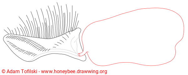 honey bee, mandibular gland