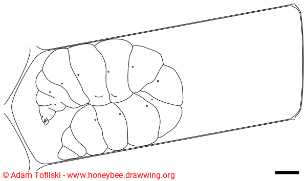 honey bee, spinning larva