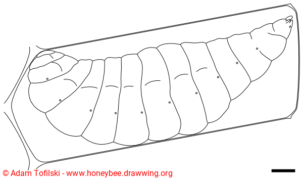 honey bee, stretched larva