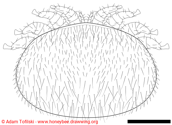 varroa destructor, female, dorsal