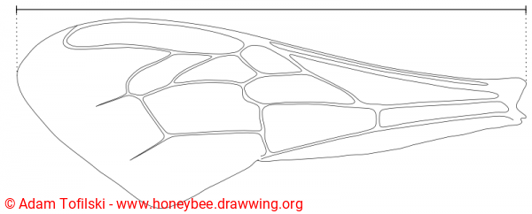 honey bee, wing length